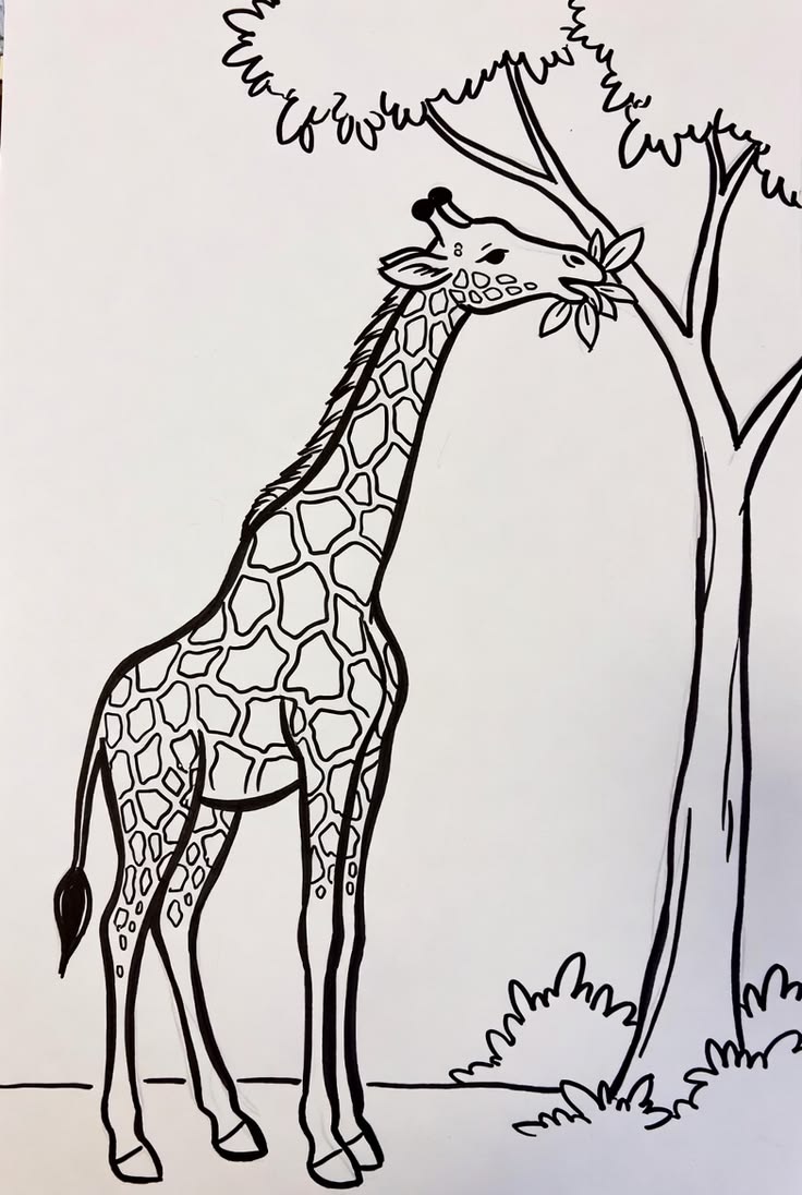 Giraffe